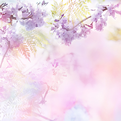 Abstract floral backdrop of purple flowers over pastel colors with soft style for spring or summer time. Floral design background and copy space.