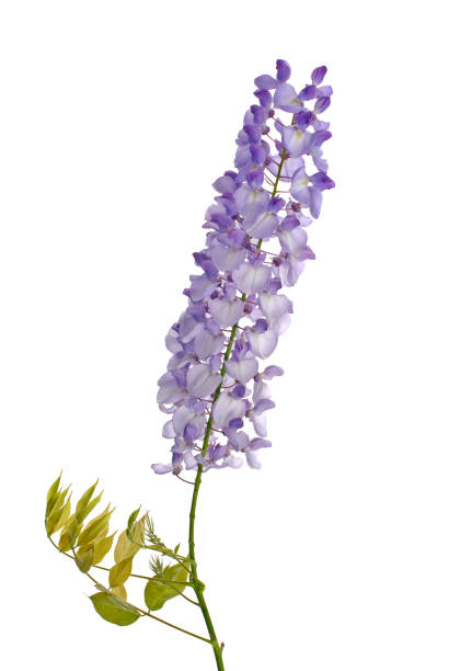 istock Wisteria flowers 901387066
