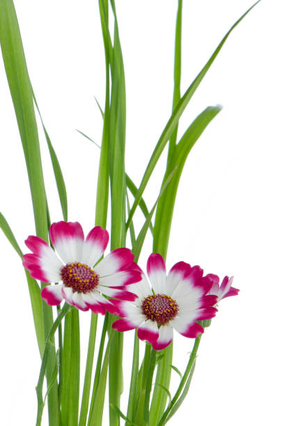 istock Beautiful pink flowers and green grass 901389182