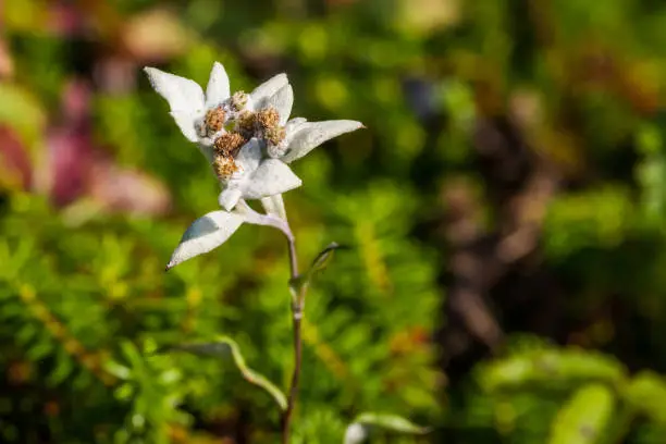 Rebun Island in northern Japan is known for its wildflowers, especially this species of edelweiss (Leontopodium discolor)