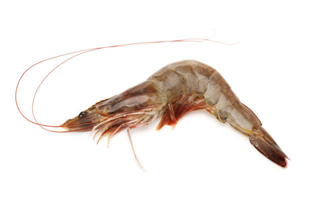 istock Fresh vannamei shrimp on white background 901389438