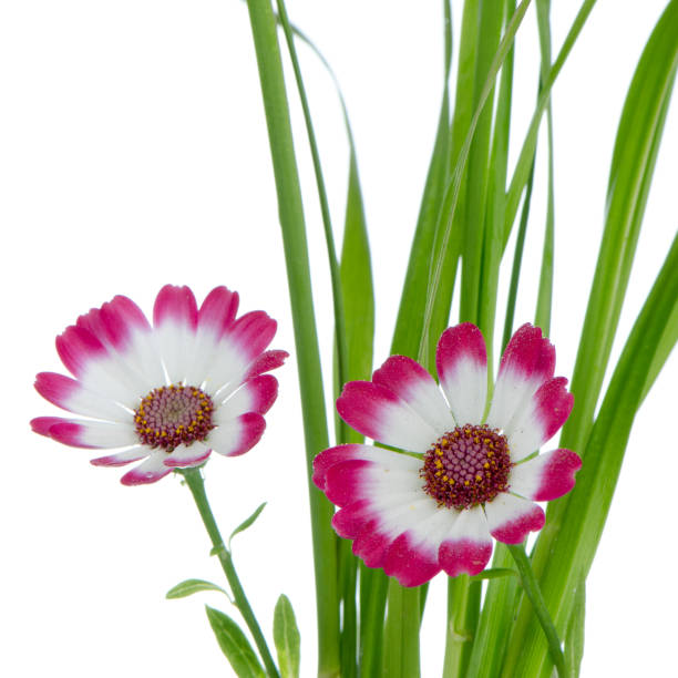 istock Beautiful pink flowers and green grass 901389526