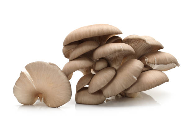 istock Oyster mushroom  isolated on white background 901389844