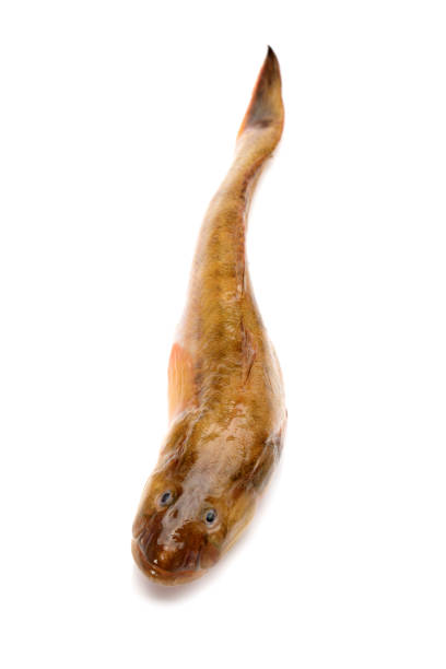 istock Shanghai catfish on white background 901390276