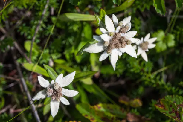 Japan's Rebun Island is known for its wildflowers, especially its rare kind of edelweiss (Leontopodium discolor)