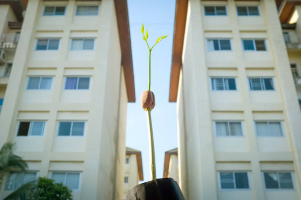The beginning of life: Afzelia xylocarpa seed is germinating and growing between the condominium building in the city