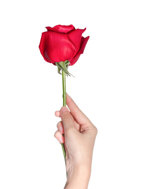 istock A female hand holding red rose 901397770