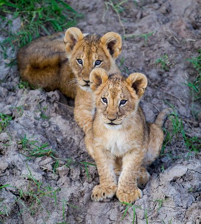 Two Lion Cubs. Taken in Masai Mara, Kenya