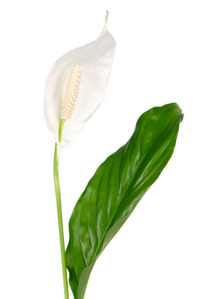 istock Beautiful white anturio flower 901405344