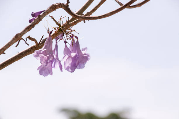 fleurs de jacaranda sur l’arbre avec le fond de ciel - pretoria photos et images de collection