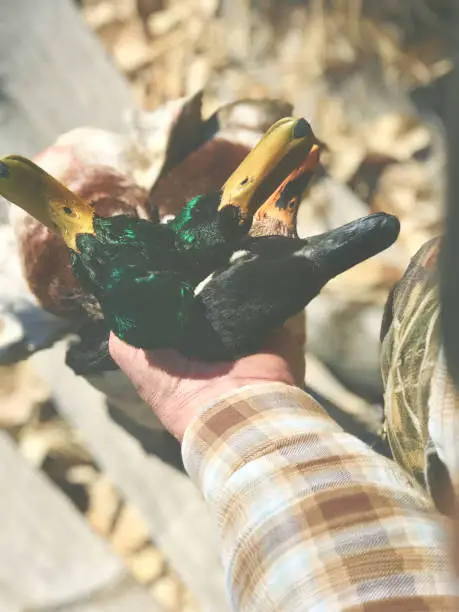 Photo of Western Colorado winter outdoor sports duck hunting