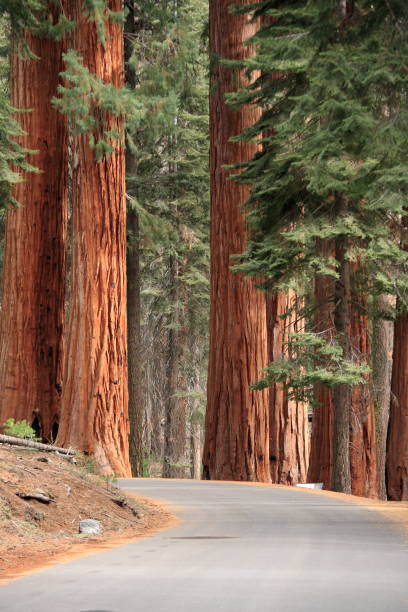 istock The redwood in Sequoia National Park 901415688
