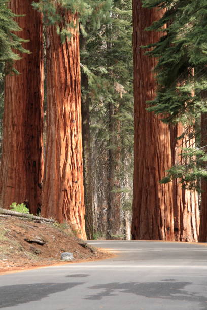 istock The redwood tree in Sequoia National Park 901415714