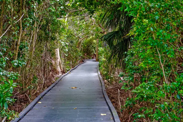 Calusa Shell Mound Trail at Ding Darling National Wildlife Refuge in Sanibel Island Florida