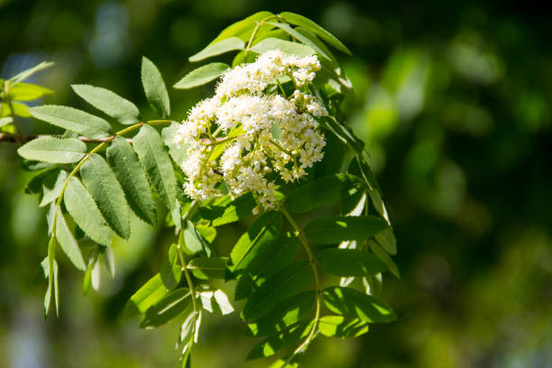 istock Rowan tree in bloom. Branch of white rowan tree flowers 901425188