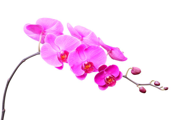 istock orchid flower isolated on white background 901425350