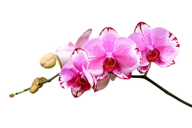 istock orchid flower isolated on white background 901427802