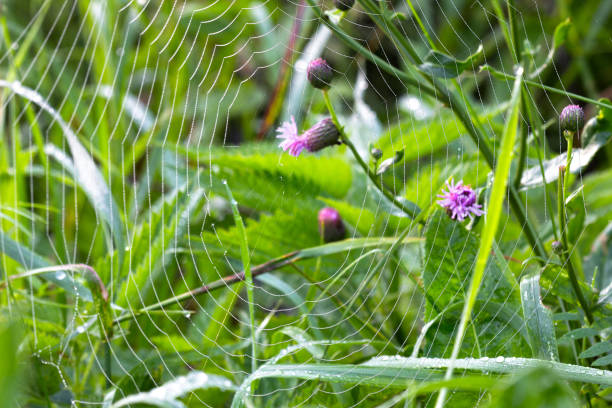 istock Cobwebs with droplets of dew 901432386