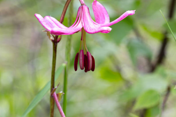 istock Wildflower. Lilium martagon 901432588