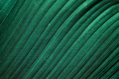 Large green palm leaf texture background