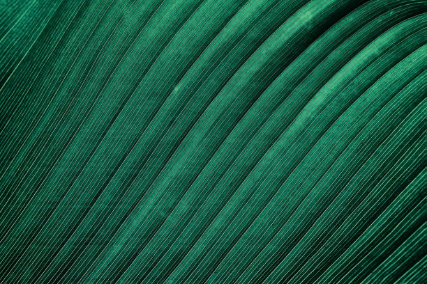 tropical leaf vein Large green palm leaf texture background natural pattern stock pictures, royalty-free photos & images