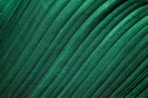 tropical leaf vein - green nature textured leaf imagens e fotografias de stock