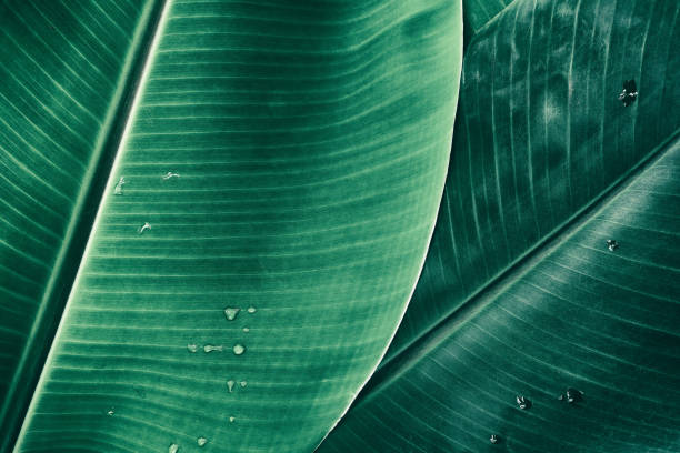 tropical banana palm leaf tropical banana leaf texture, large palm foliage nature dark green background banana tree stock pictures, royalty-free photos & images