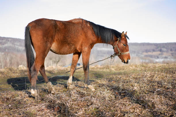 istock horses grazing in a meadow in the mountains 901436380