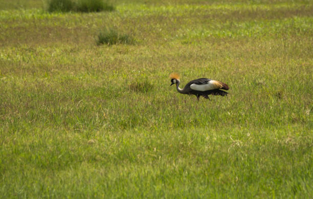 istock Crowned Cranes in Masai Mara Park in Kenya 901437412