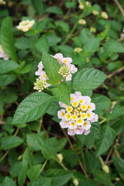 istock lantana camara flower 901440088
