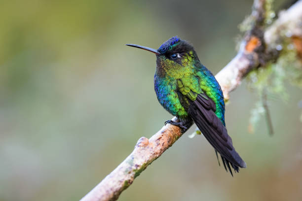 istock Fiery-throated hummingbird 901440188
