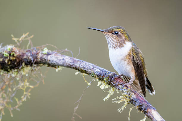 istock Volcano Hummingbird sitting on a branch 901440190
