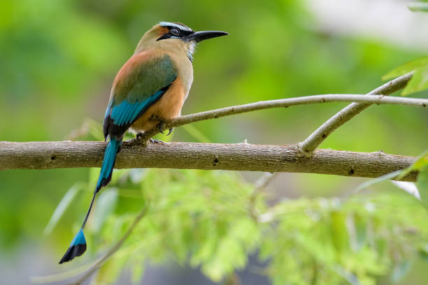 istock Turquoise-browed Motmot sitting on a branch 901440302