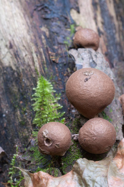 istock Puffball mushrooms on a stump - Lycoperdon umbrinum 901441376