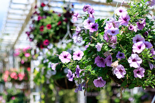 Beautiful petunia flowers in the garden.