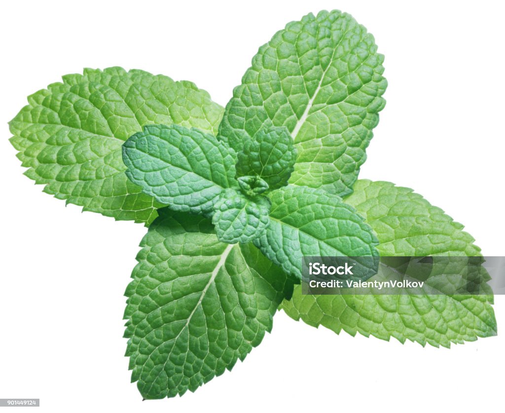 Spearmint or mint on white background. Top view. Directly Above Stock Photo