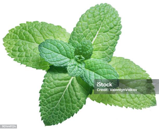 Spearmint Or Mint On White Background Top View Stock Photo - Download Image Now - Directly Above, Garnish, Mint Leaf - Culinary