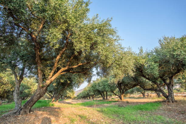 istock Olive trees garden. Long row of trees on the sky background. 901449176