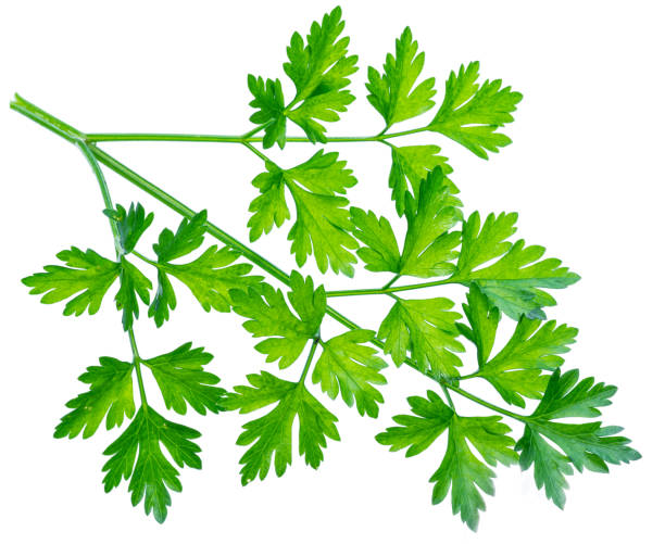 istock Parsley herb. Small branch on white background. 901449218