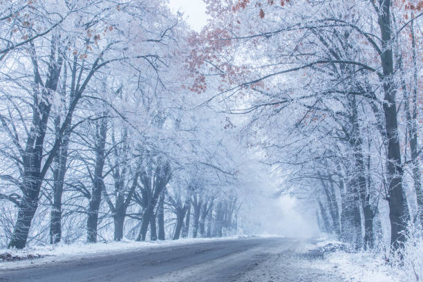 istock Snow-covered wayside trees. Winter landscape. 901449476