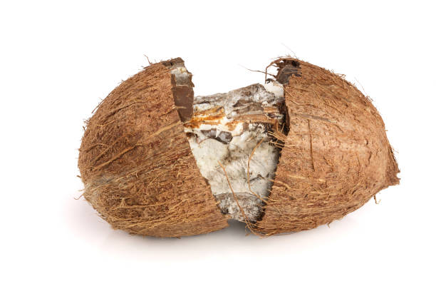 Coconut spoiled with mold isolated on white background