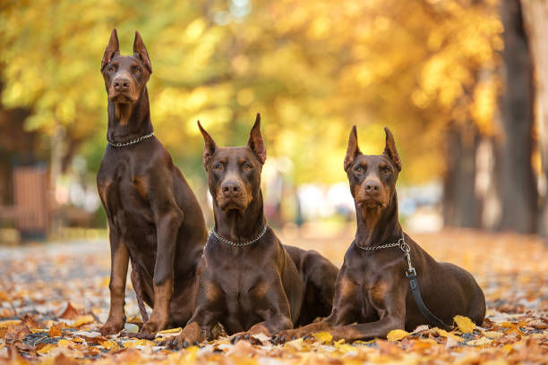 três doberman pincher relaxante no parque - doberman pinscher - fotografias e filmes do acervo