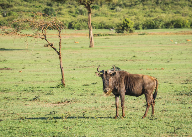 istock Antelope wildebeest in Masai Mara in Kenya 901452496