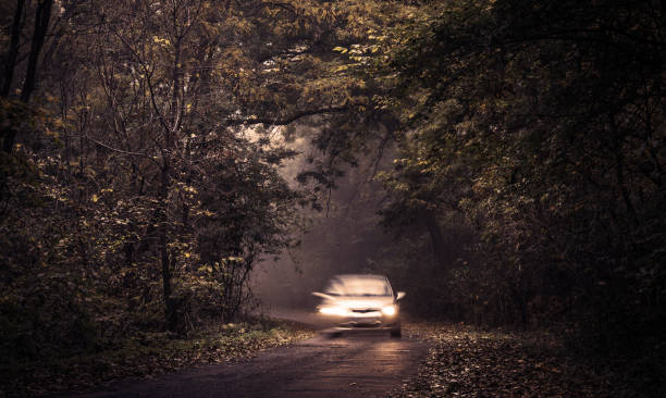 istock Magical tunnel and road in the forest 901452918