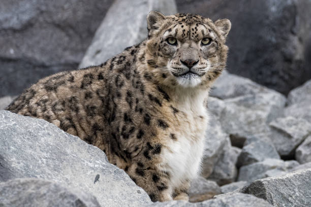 istock Snow Leopard standing in a rocky mountain field 901453174