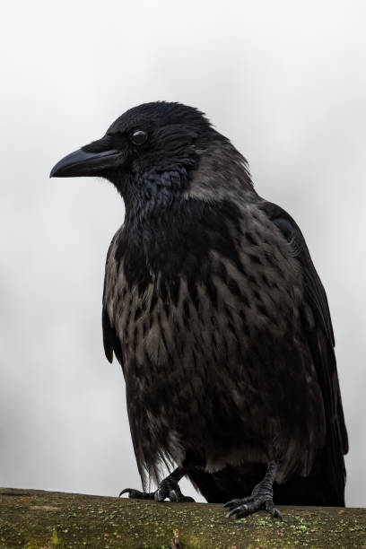 Portrait of a hooded crow by Thorsten Spoerlein (www.thorstenspoerlein.com) crows nest stock pictures, royalty-free photos & images