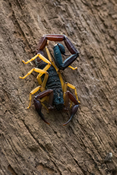 istock Scorpion sitting in dead leaves 901453220