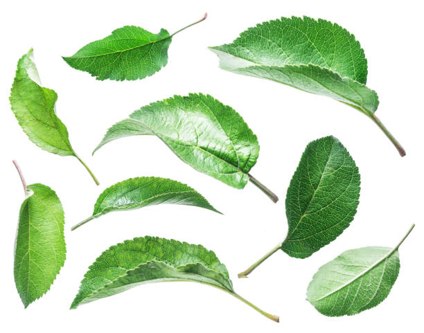 istock Green apple leaves on the white background. 901453388