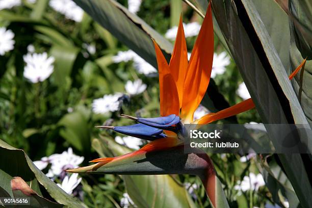 Bird Of Paradise Stock Photo - Download Image Now - Abstract, Beauty, Beauty In Nature