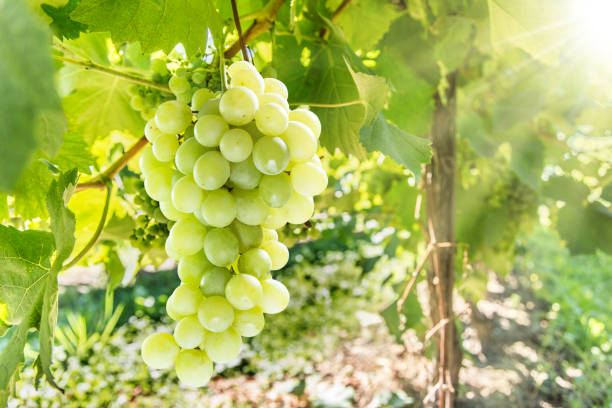 istock Wine grapes on the vine. Sunny vineyard on the background. 901456870
